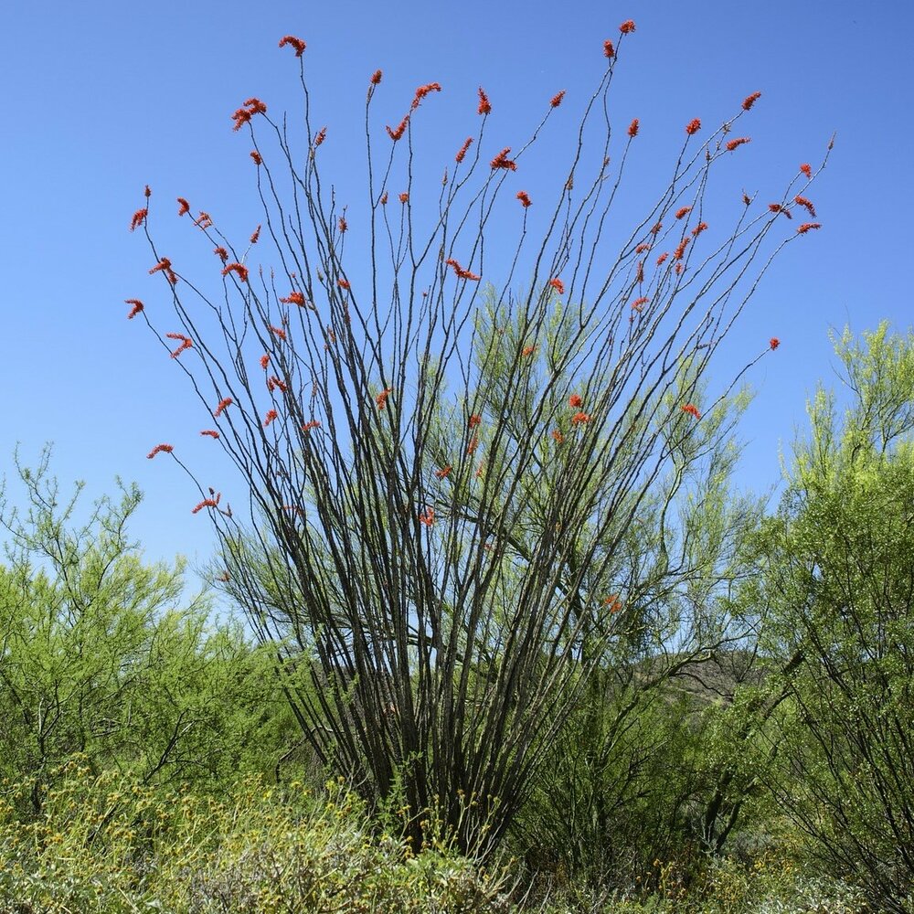 Ocotillo (Fouquieria splendens)
