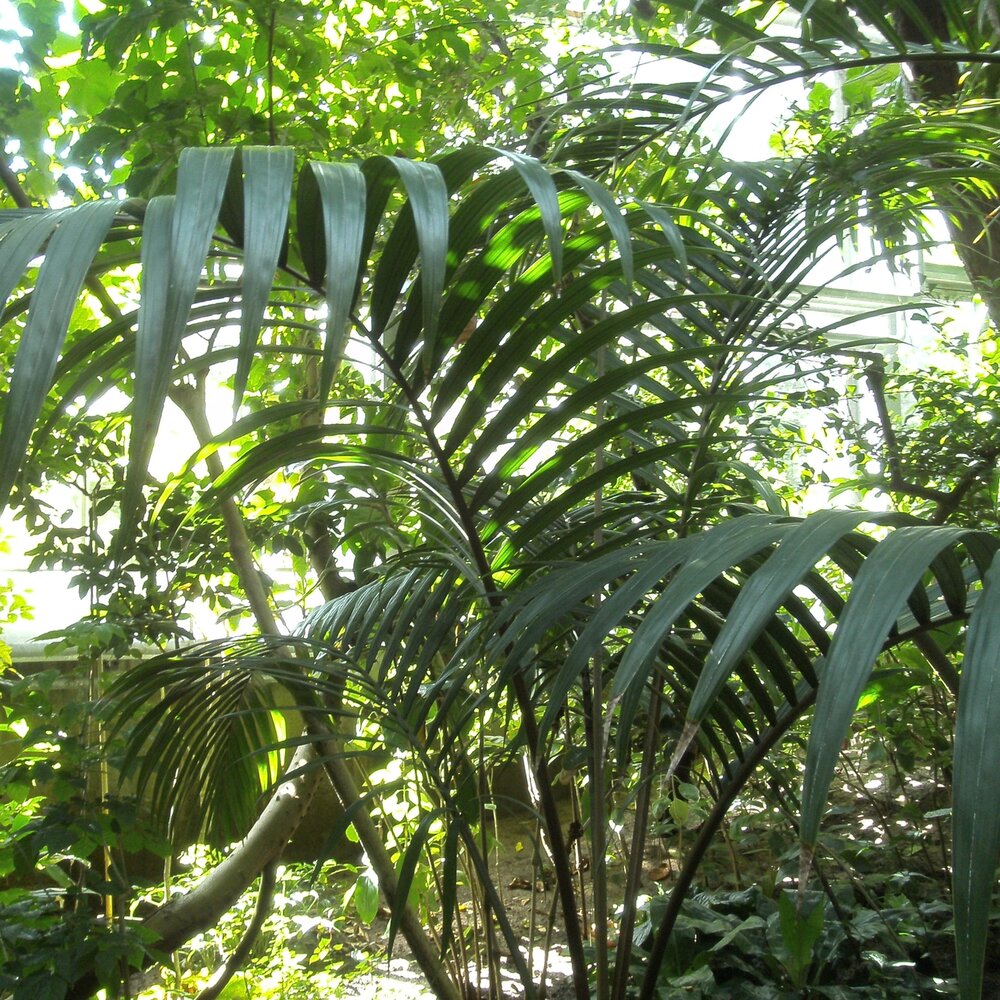 Zwergzuckerpalme (Arenga engleri)