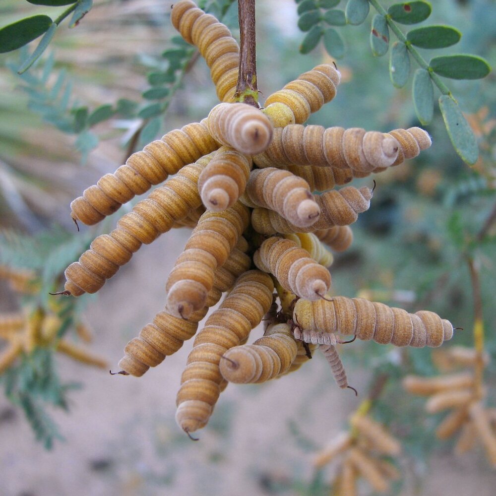 Schraubenbohne Mesquite (Prosopis pubescens)