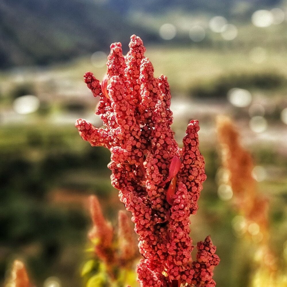 Quinoa (Chenopodium quinoa)