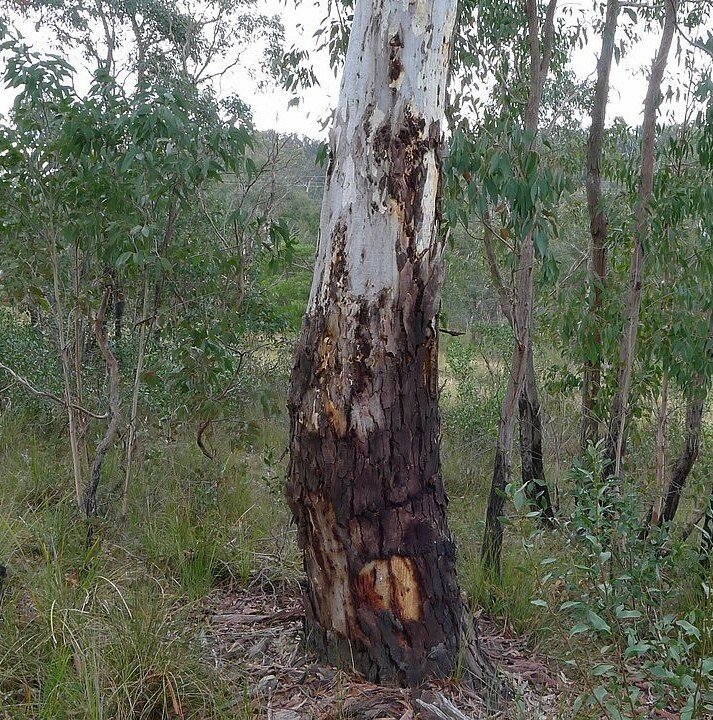 Kerzenrinden-Eukalyptus (Eucalyptus rubida)