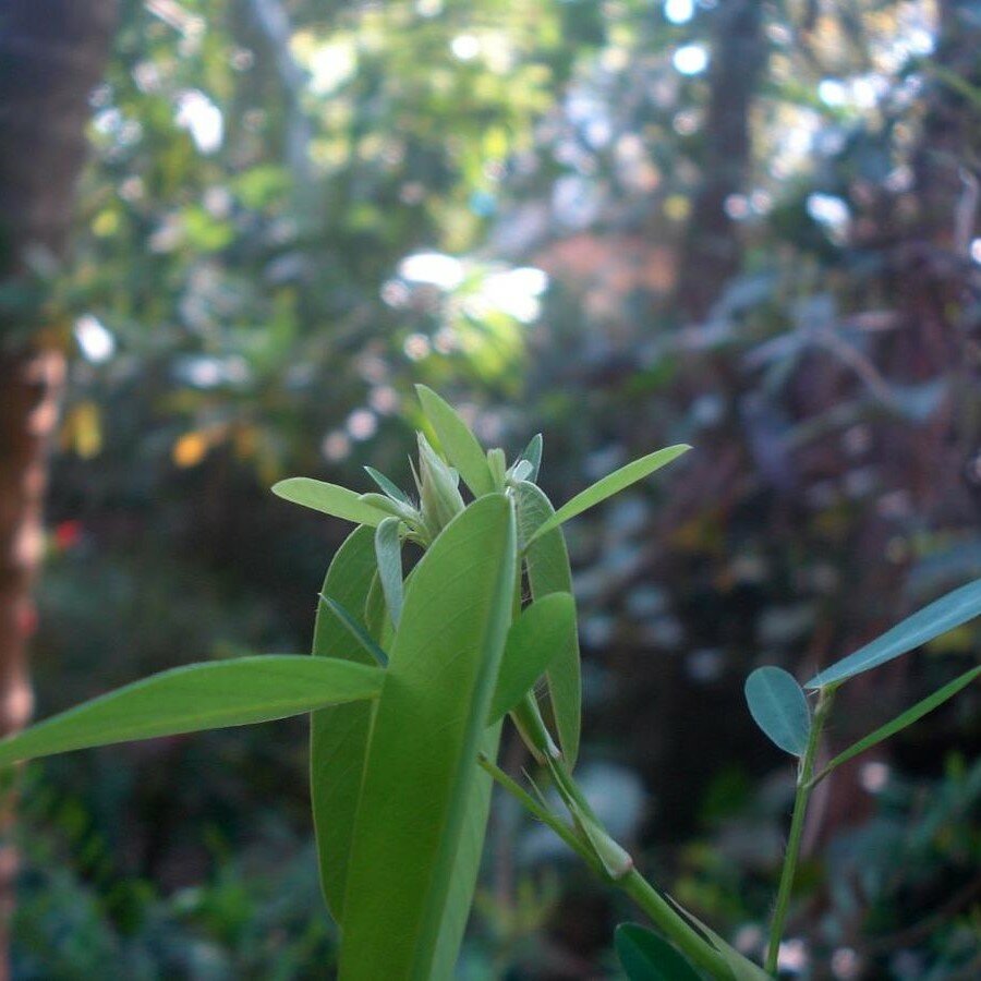 Telegraphenpflanze (Desmodium gyrans)