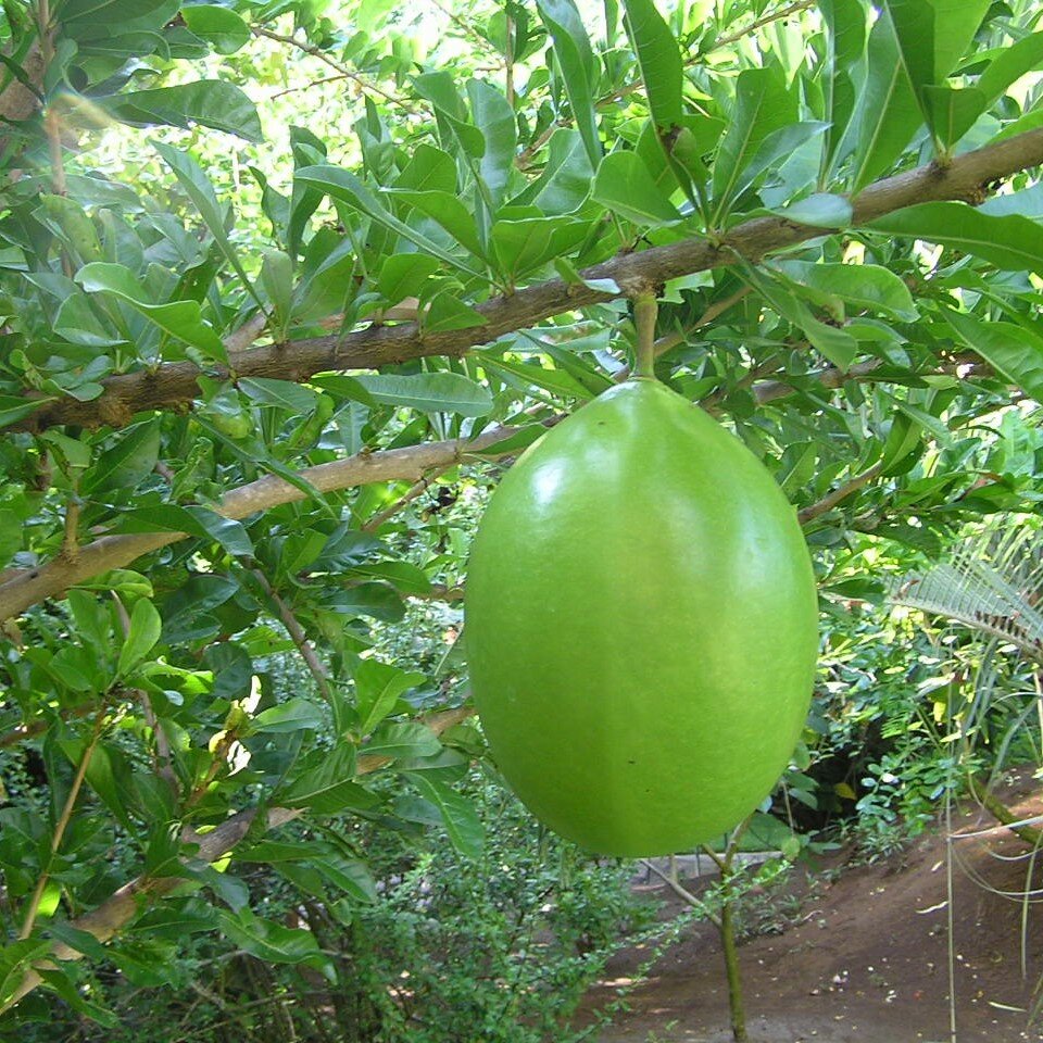 Kalebassenbaum (Crescentia cujete)