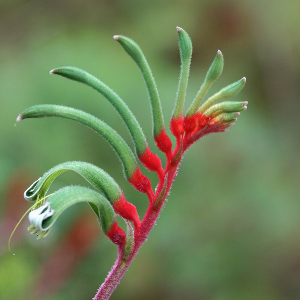 Rotgr&uuml;ner K&auml;nguruphote (Anigozanthos manglesii)