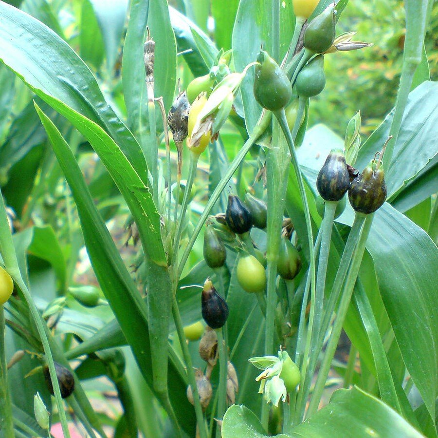 Hiobstr&auml;nen (Coix lacryma-jobi)