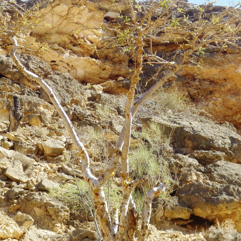 Weihrauchbaum (Boswellia sacra)