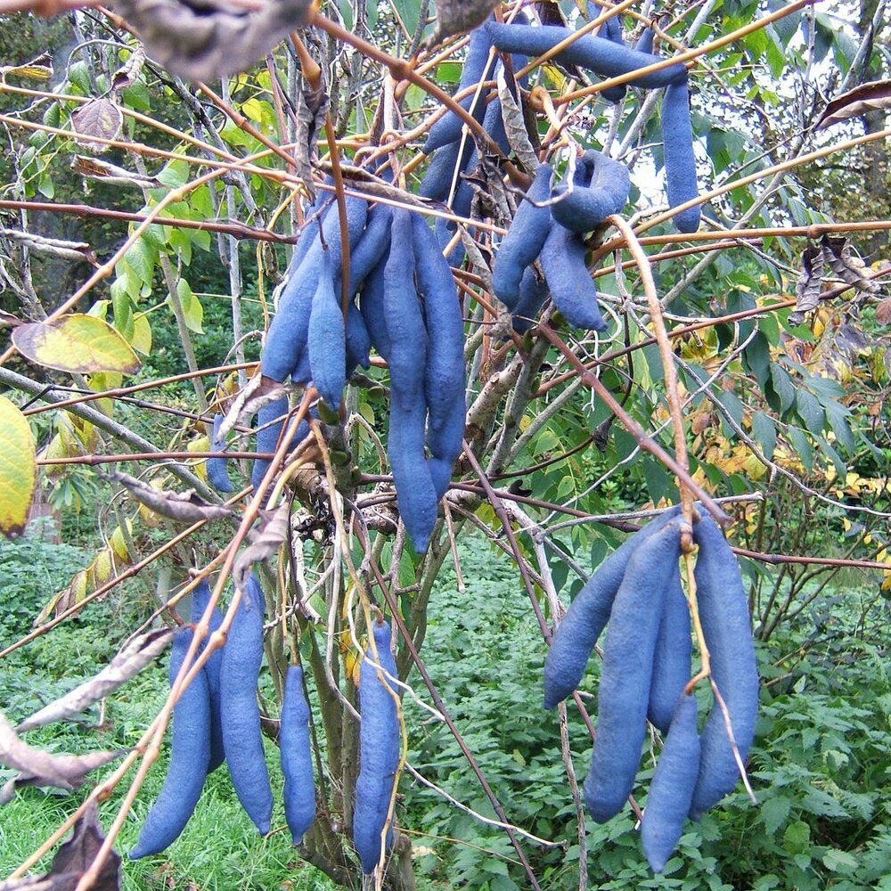 Gurkenstrauch (Decaisnea fargesii)