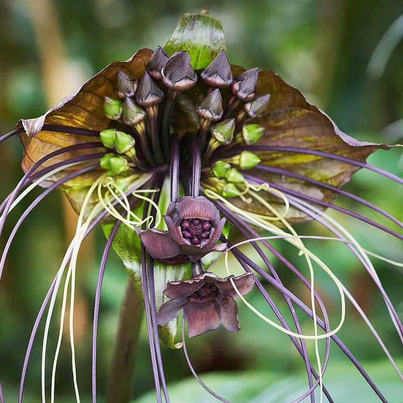 Fledermausblume (Tacca chantrieri)