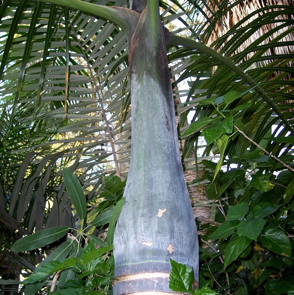 Spindelpalme (Hyophorbe verschaffeltii)