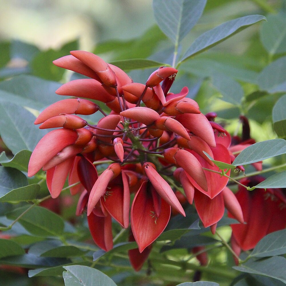 Korallenstrauch (Erythrina crista-galli)
