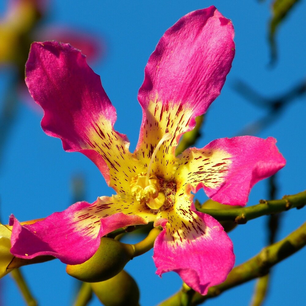 Seidenbaum (Ceiba speciosa)