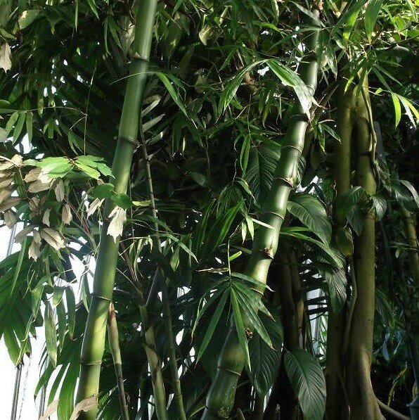 Buddhas Bauch-Bambus (Bambusa ventricosa)
