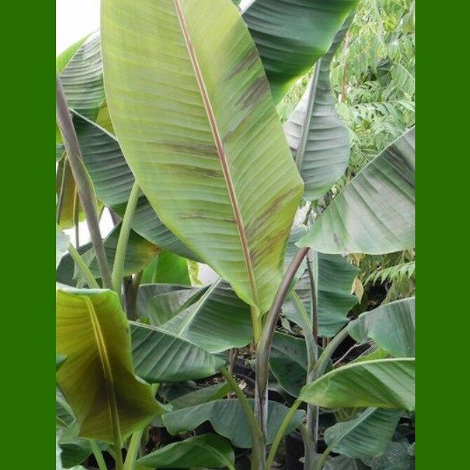 Helens Banane (Musa sp. 'Helens Hybrid')