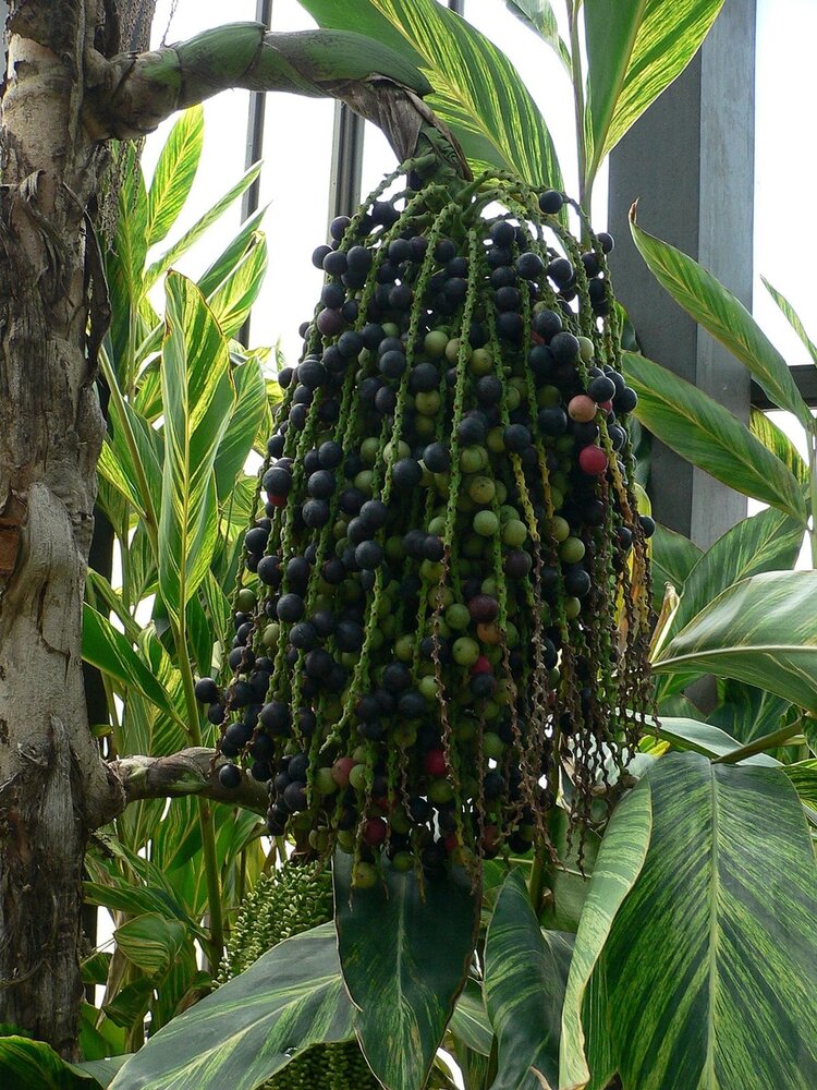 Fischschwanzpalme (Caryota mitis)