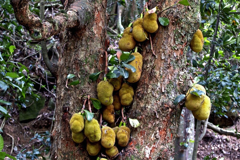 Jackfrucht (Artocarpus heterophyllus)