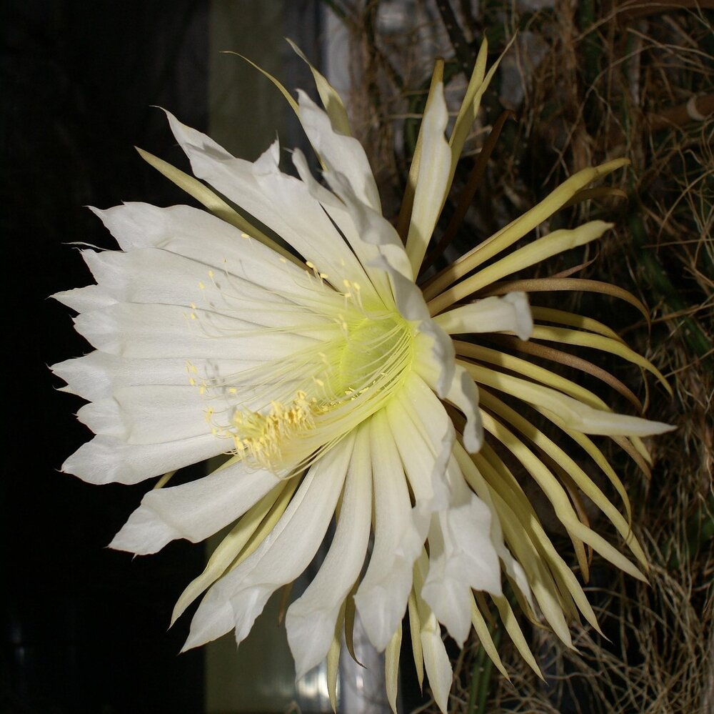 K&ouml;nigin der Nacht (Selenicereus grandiflorus)