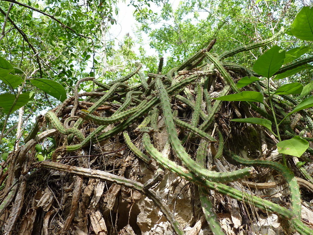 K&ouml;nigin der Nacht (Selenicereus grandiflorus)