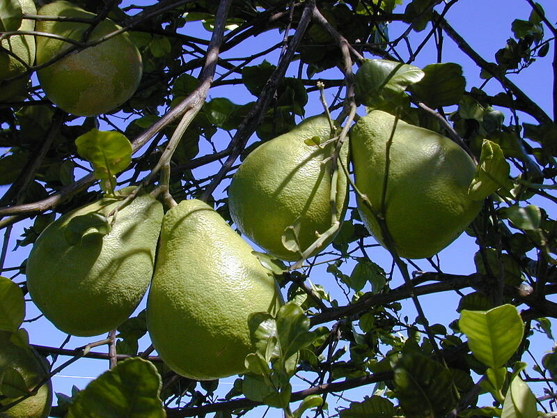 Pampelmuse (Citrus maxima)