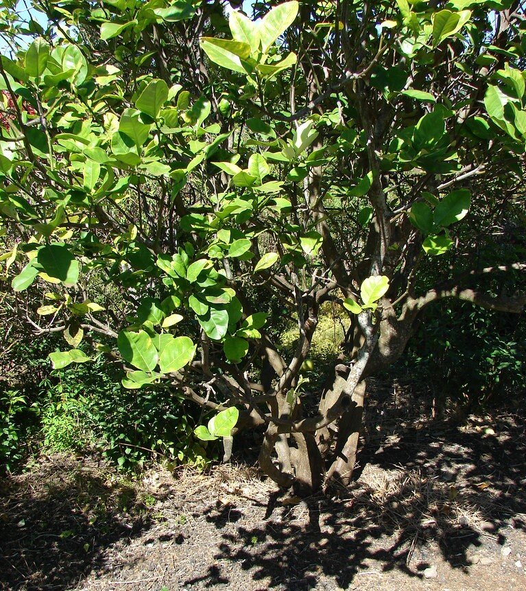 Pampelmuse (Citrus maxima)