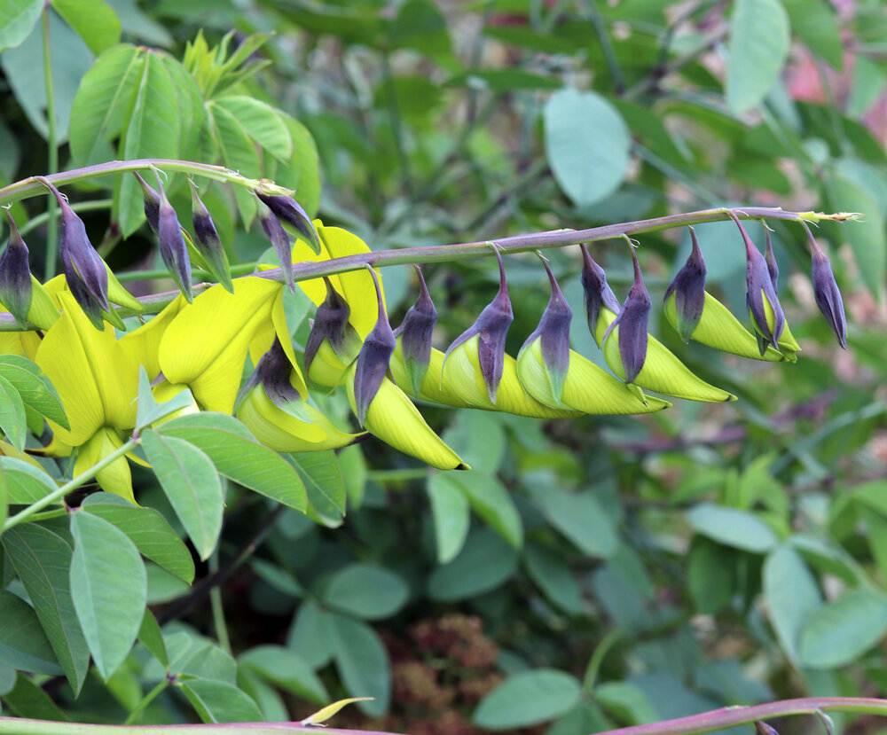 Kanarienstrauch (Crotalaria agatiflora)