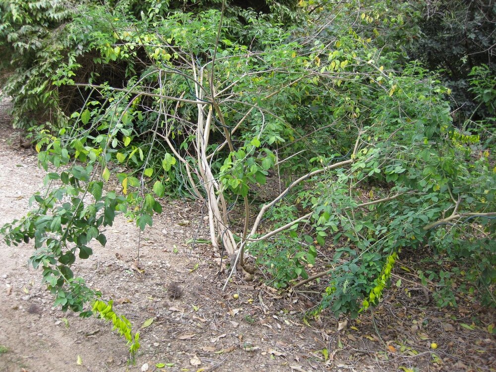 Kanarienstrauch (Crotalaria agatiflora)