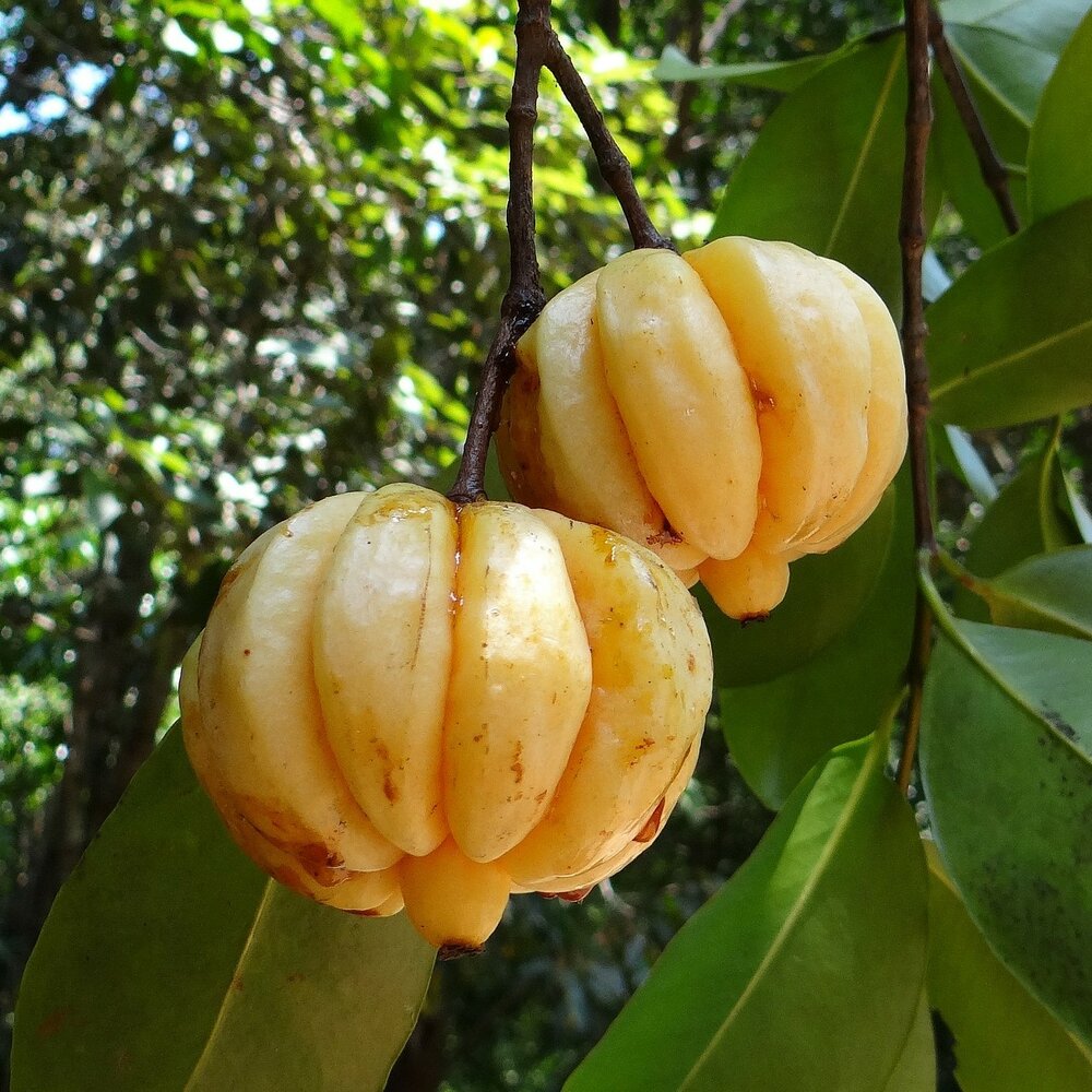 Goraka (Garcinia gummi-gutta)