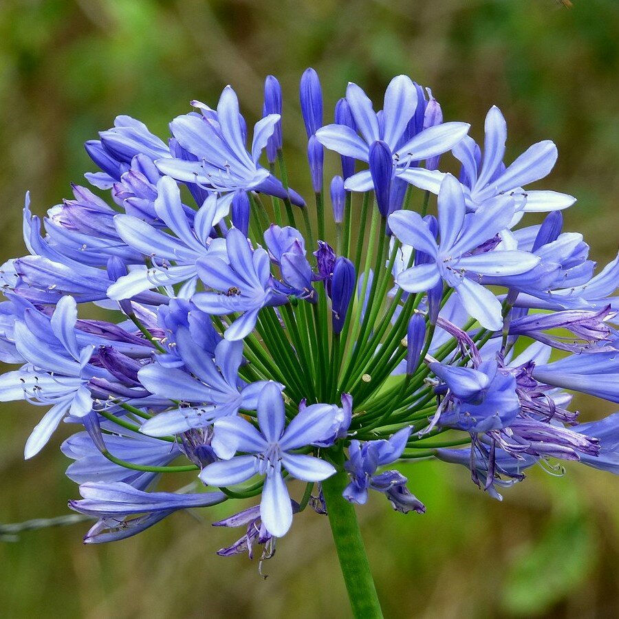 Afrikanische Lilie (Agapanthus praecox)