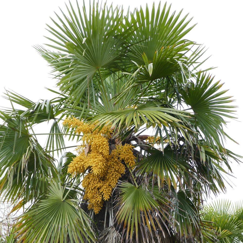 Chinesische F&auml;cherpalme (Trachycarpus fortunei)