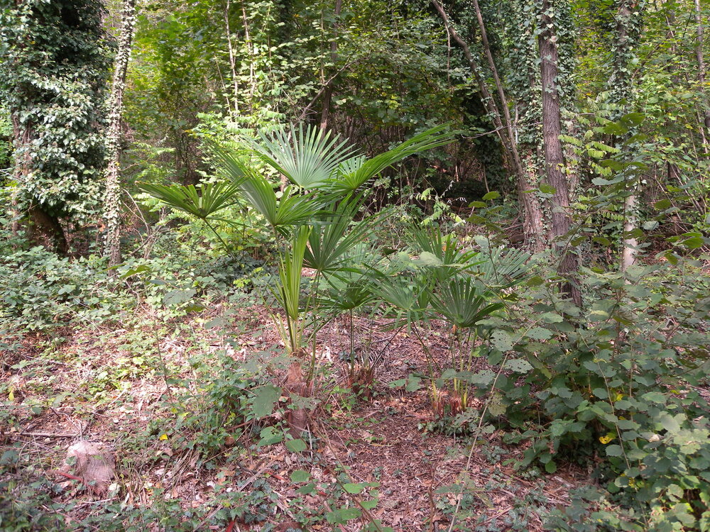 Chinesische F&auml;cherpalme (Trachycarpus fortunei)