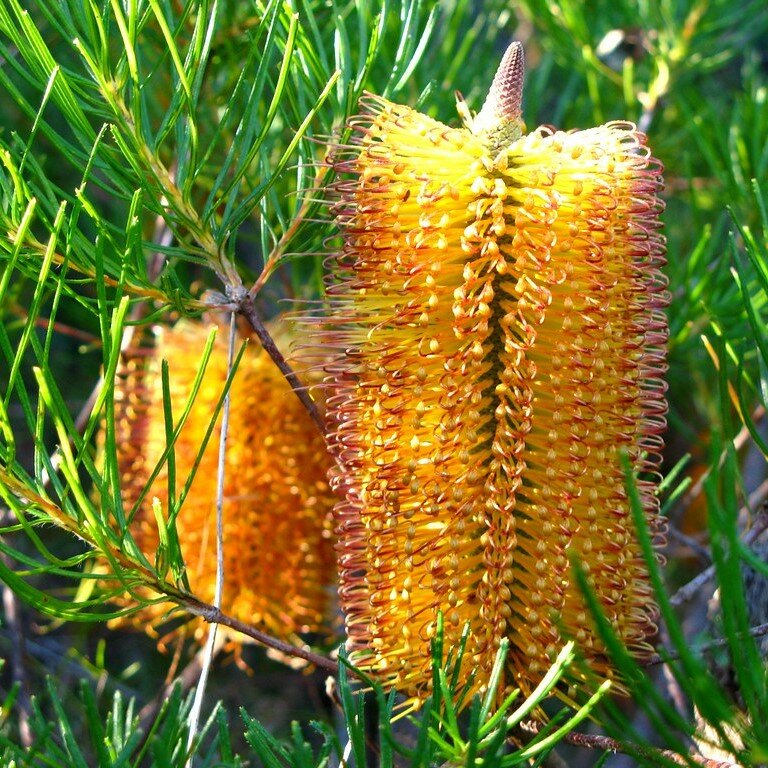 Haarnadel-Banksia (Banksia spinulosa)