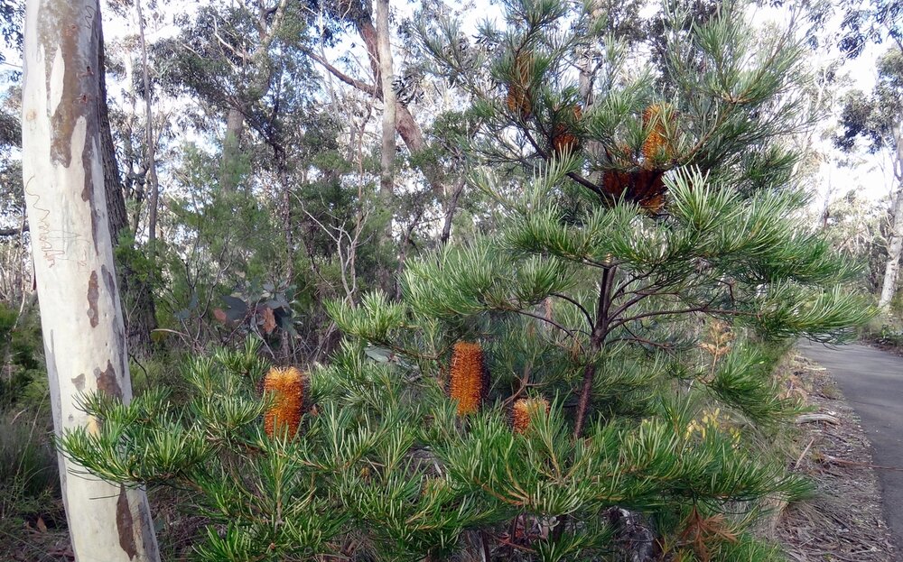 Haarnadel-Banksia (Banksia spinulosa)