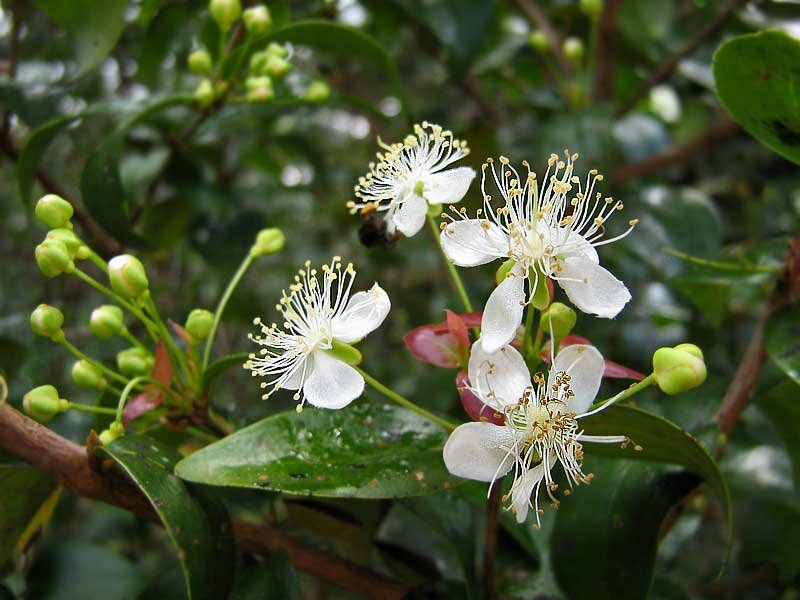 Surinamische Kirsche (Eugenia uniflora)