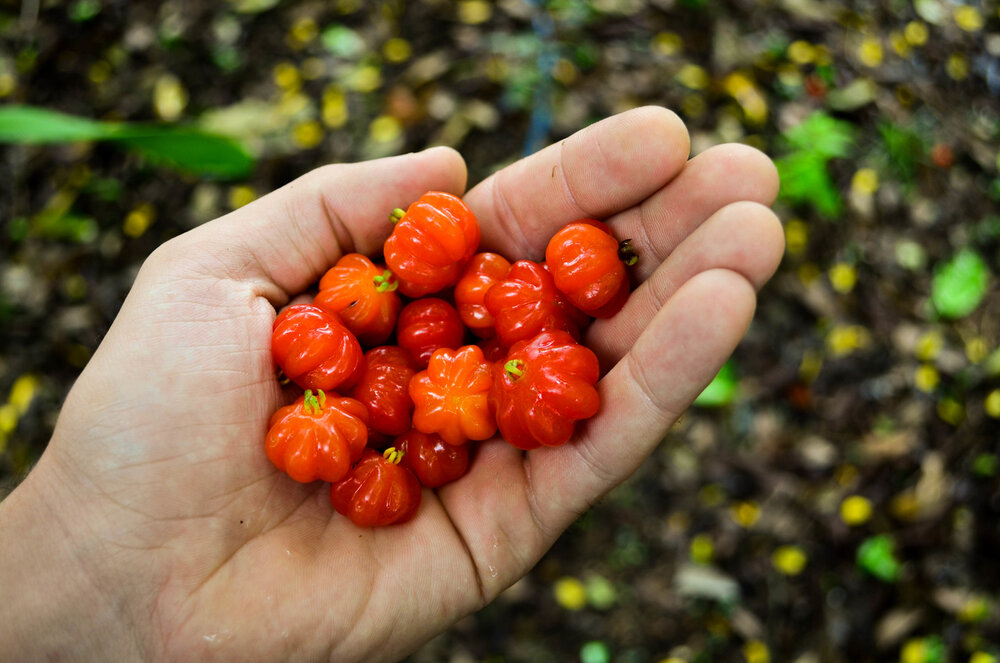 Surinamische Kirsche (Eugenia uniflora)