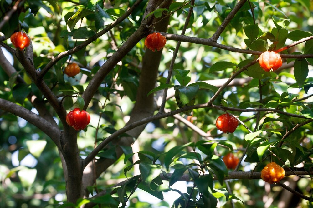Surinamische Kirsche (Eugenia uniflora)