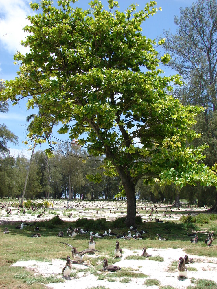 Indische Mandel (Terminalia catappa)