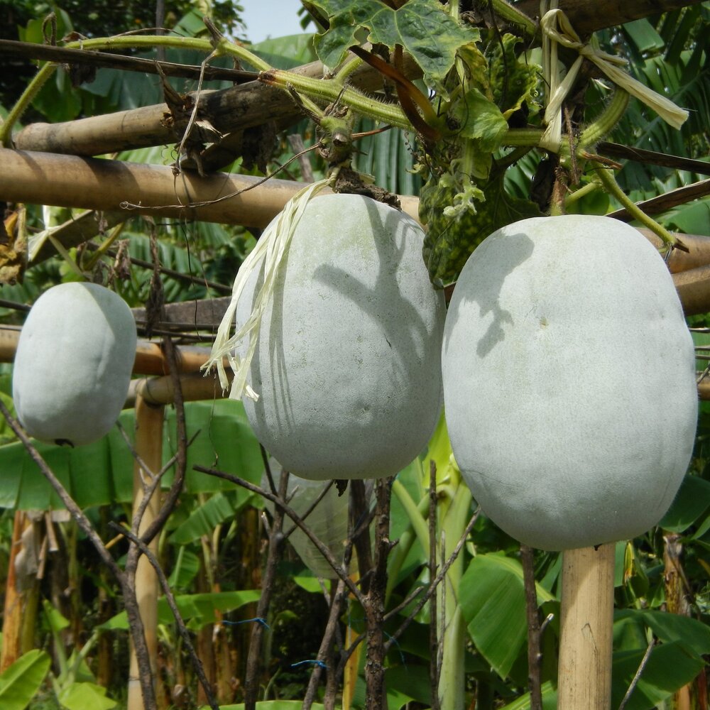 Wachsk&uuml;rbis (Benincasa hispida)