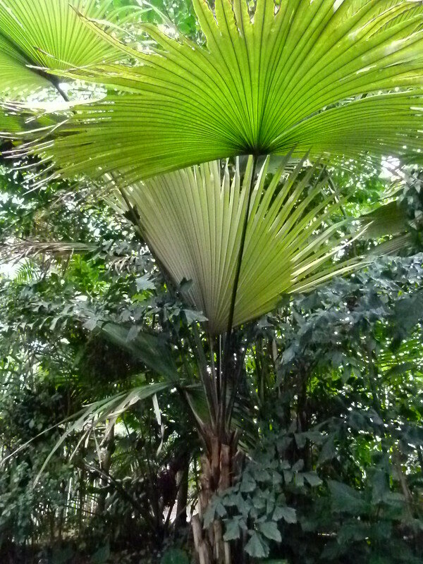 Wei&szlig;e Elefantenpalme (Kerriodoxa elegans)