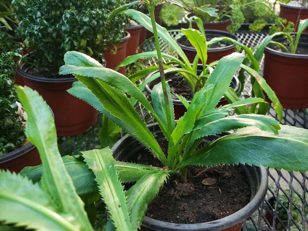 Mexikanischer Koriander (Eryngium foetidum)