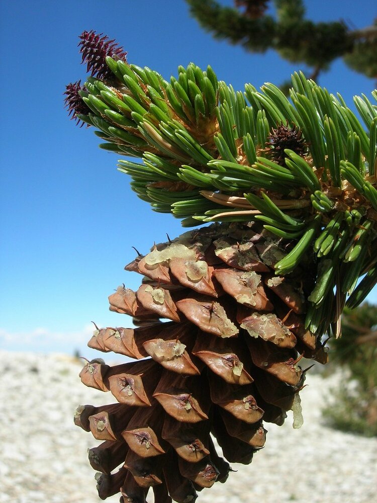 Bristlecone-H&ouml;hle (Pinus longaeva)