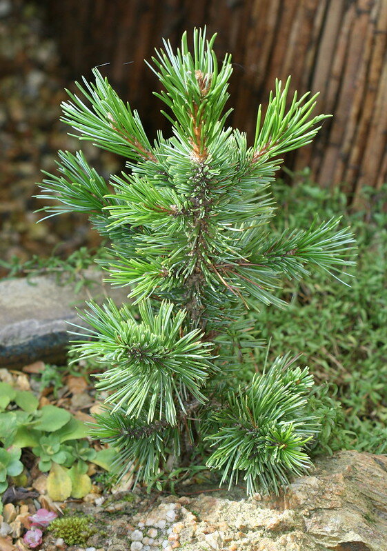Bristlecone-H&ouml;hle (Pinus longaeva)