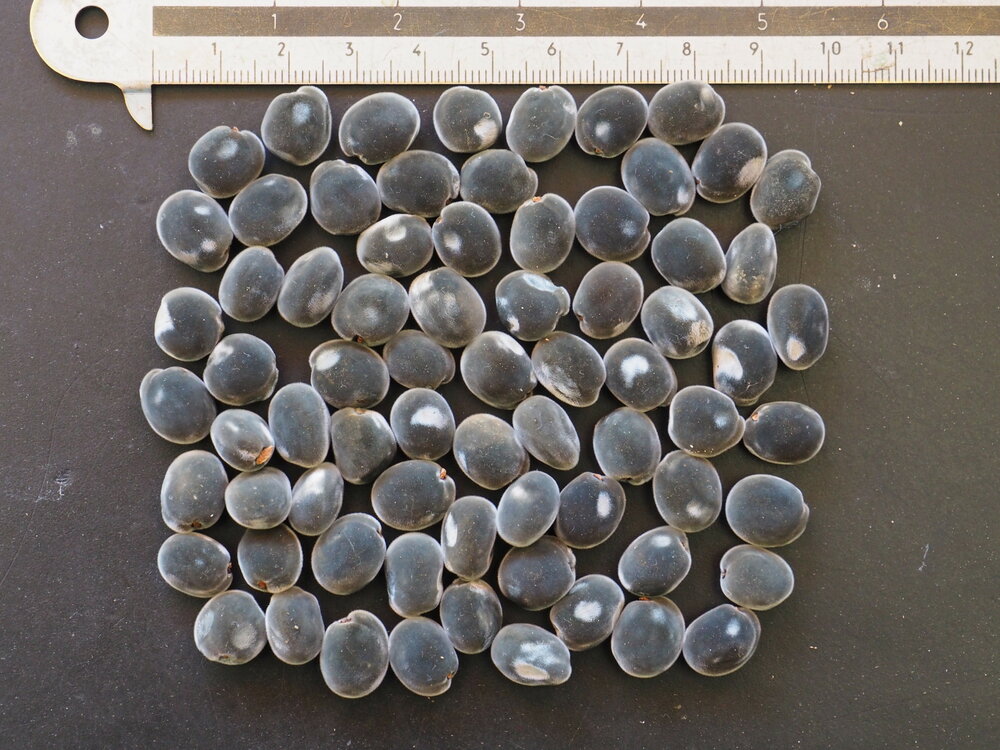 Schwarzer Perlenbaum (Majidea zanguebarica)