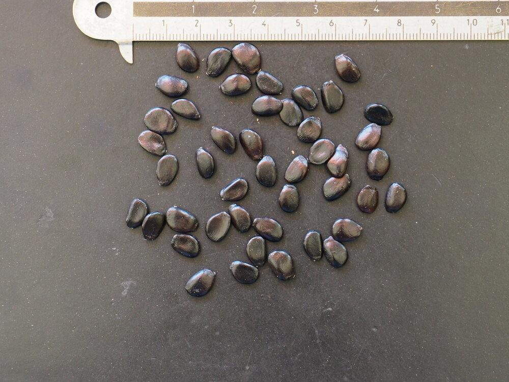 Gurkenstrauch (Decaisnea fargesii)