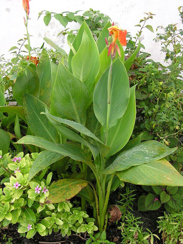 Indisches Blumenrohr (Canna indica)