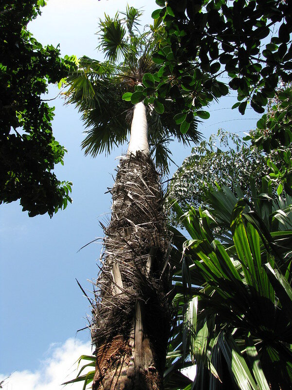 F&auml;cherpalme (Saribus rotundifolia)