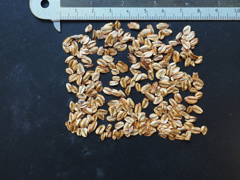 Mammutbaum (Sequoiadendron giganteum)