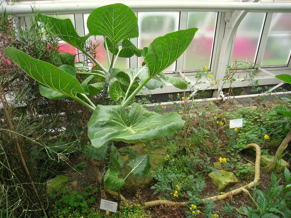 Kohlbaum (Dendroseris litoralis)