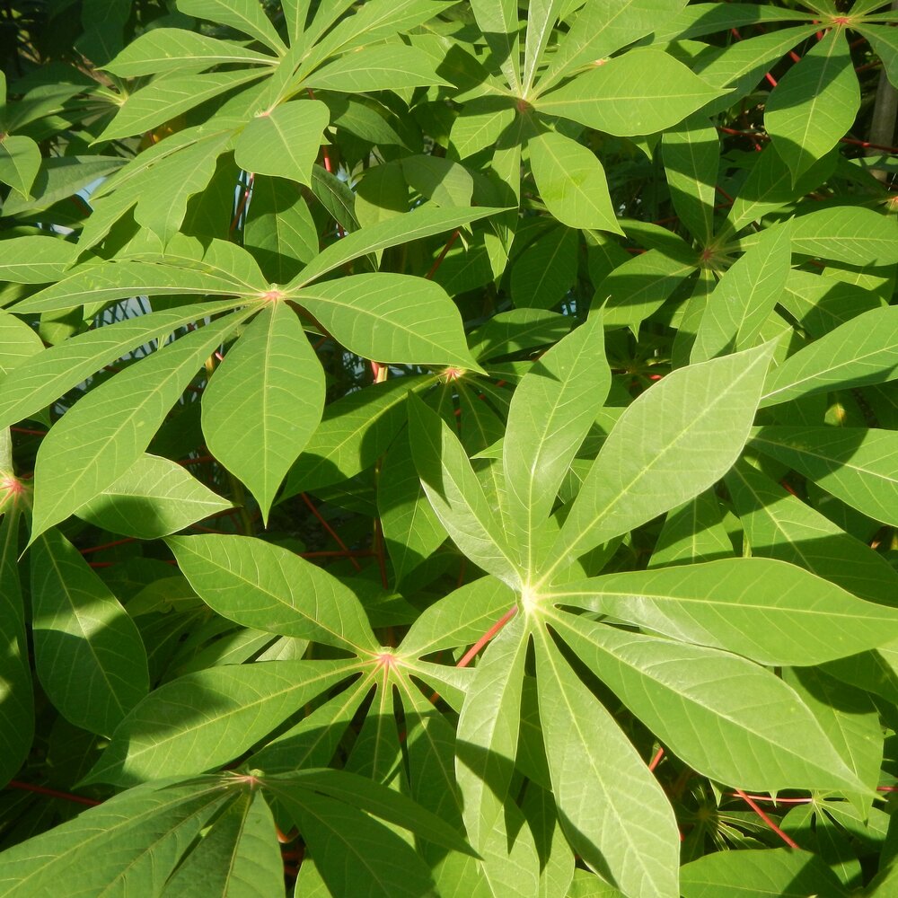 Maniok (Manihot esculenta)