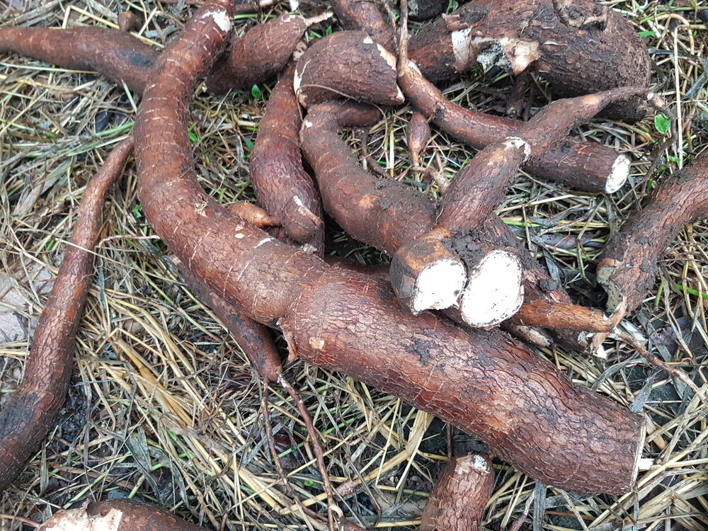 Maniok (Manihot esculenta)