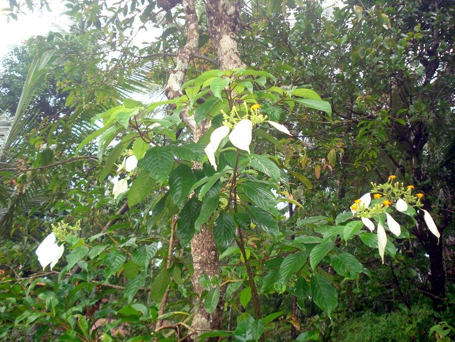 Flaggenstrauch (Mussaenda frondosa)