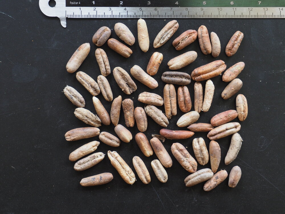 Dattelpalme (Phoenix dactylifera)